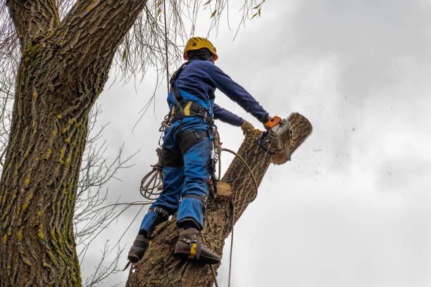 Tree and Shrub Care in Lake Meade, PA